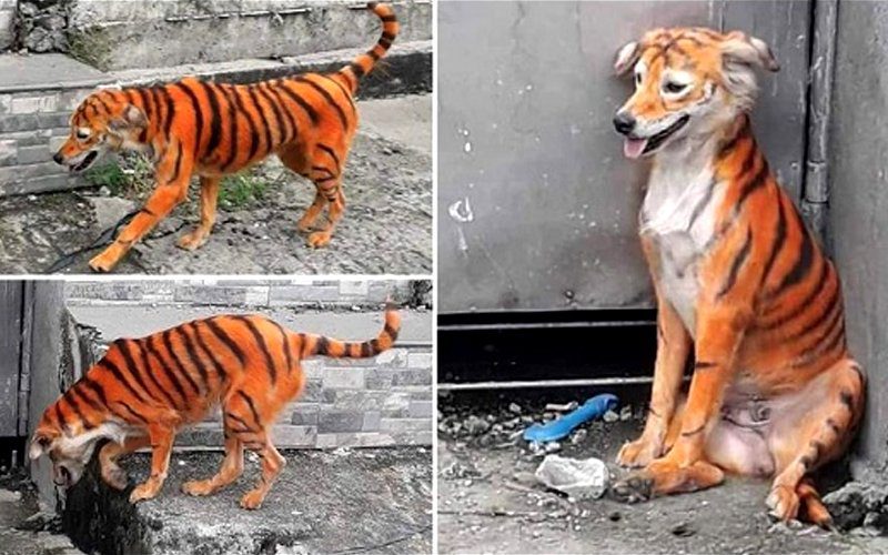 صورة لـكلب مخطط بـ"جلد نمر" تثير الجدل على منصات التواصل الاجتماعي الماليزية