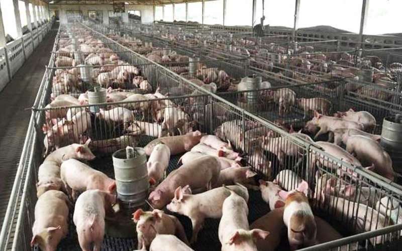 نفوق الآلاف.. الحمى الإفريقية تغزو مزارع "الخنازير" في ماليزيا