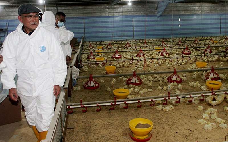 الزراعة الماليزية: إجراءات حثيثة لضمان توفير حوالي مليوني دجاجة يومياً في الأسواق