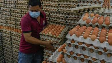 الحكومة تحدد مصادر لاستيراد البيض وسط ارتفاع الطلب المحلي وارتفاع الأسعار