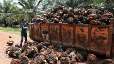 ماليزيا وإندونيسيا تضغطان على الاتحاد الأوروبي في قضية استيراد زيت النخيل